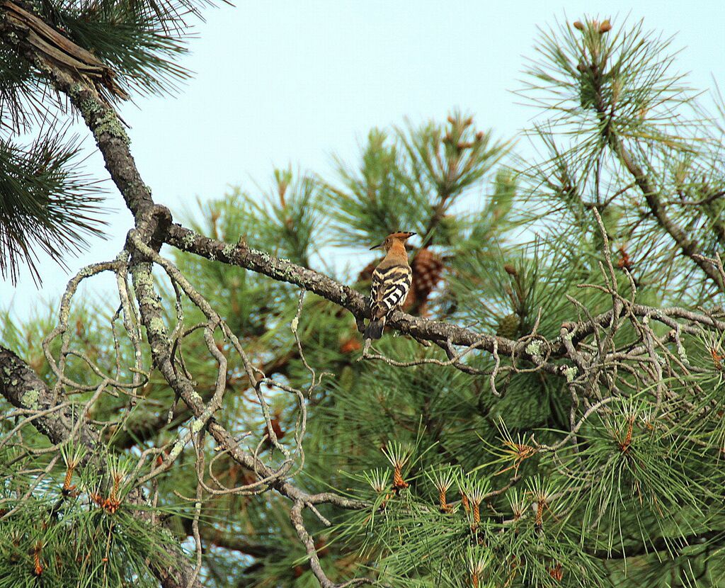 Eurasian Hoopoe