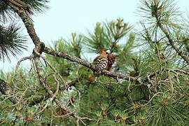 Eurasian Hoopoe