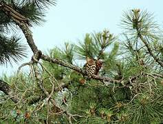 Eurasian Hoopoe