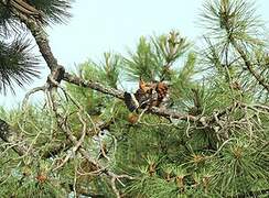 Eurasian Hoopoe