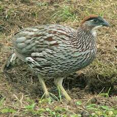 Francolin d'Erckel