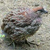 Francolin d'Erckel