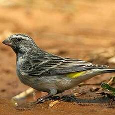 Serin à gorge noire