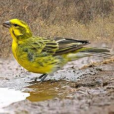 Serin à ventre blanc