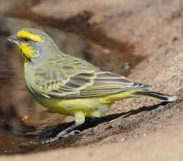 Serin du Mozambique