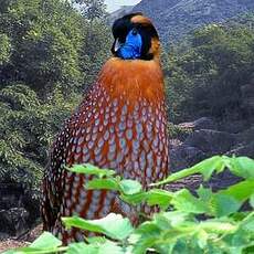 Tragopan de Temminck