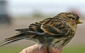 Twite