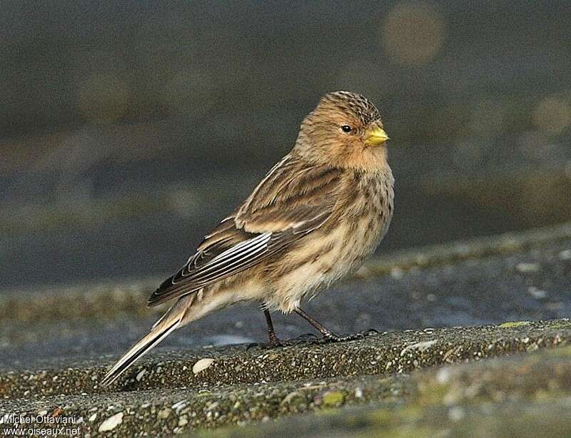 Twite female adult, identification