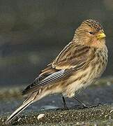 Twite