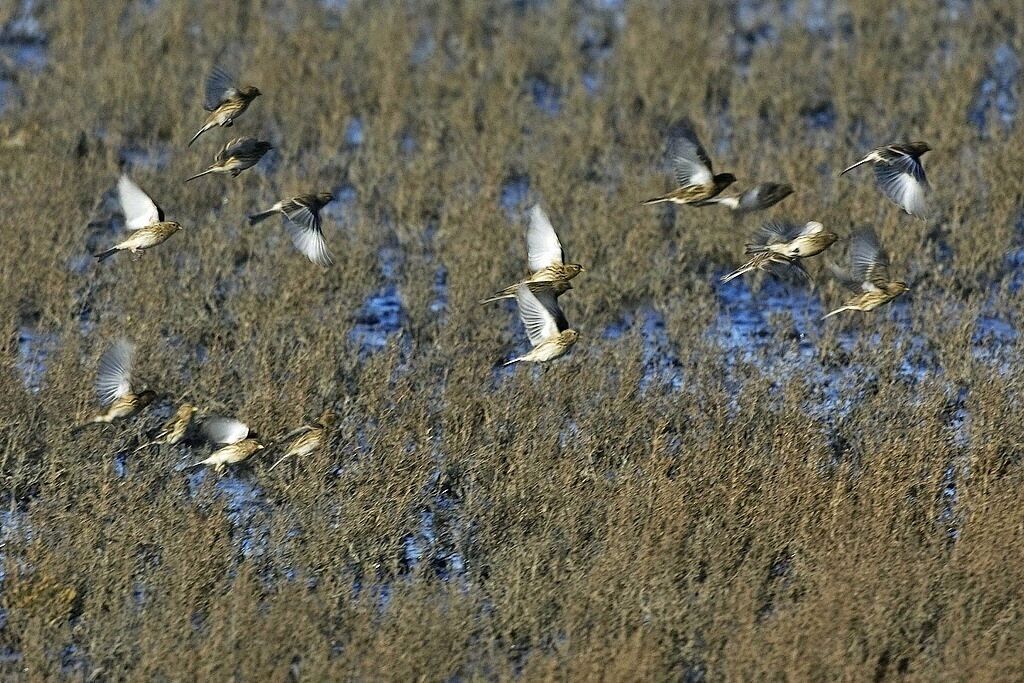 Twite