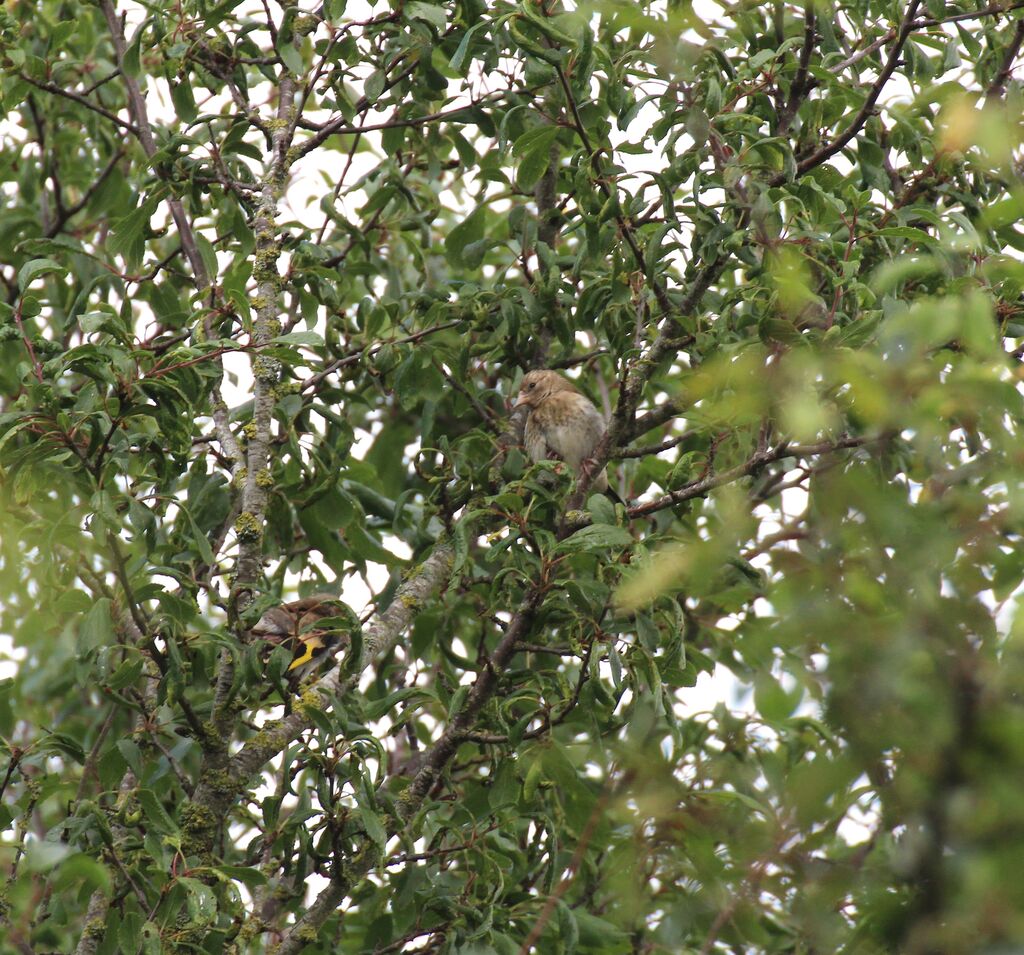 Linotte mélodieuse