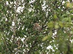 Common Linnet