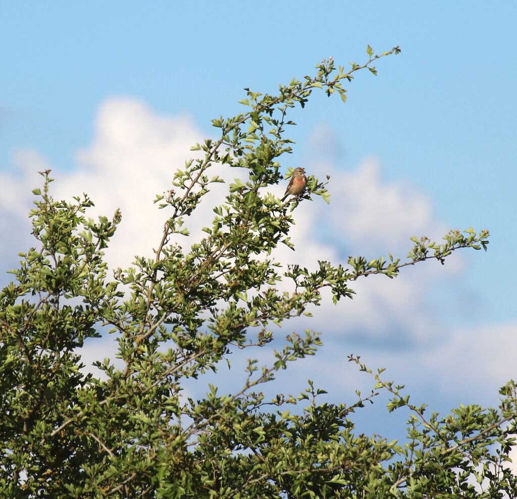 Linotte mélodieuse