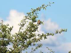 Common Linnet