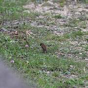 Common Linnet