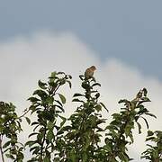 Common Linnet