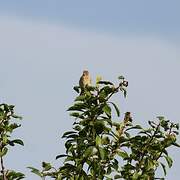 Linotte mélodieuse