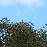 Linotte mélodieuse