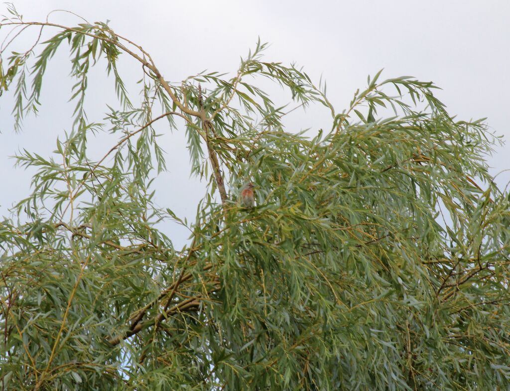 Linotte mélodieuse