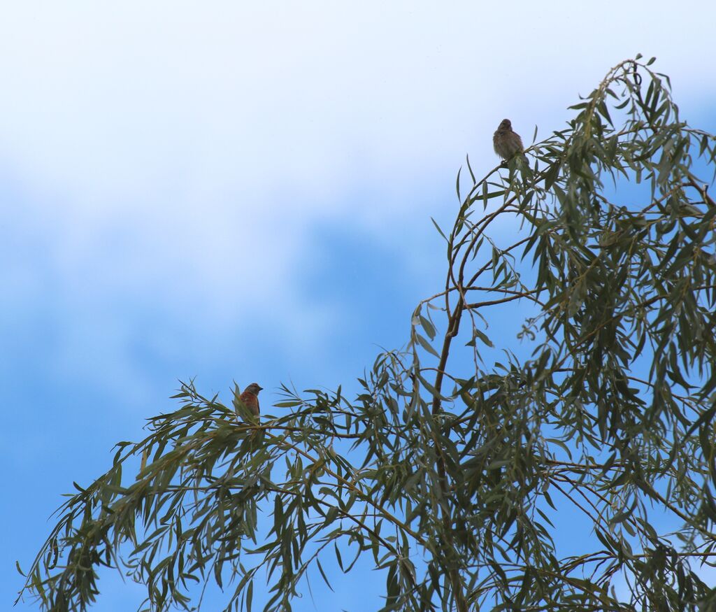 Linotte mélodieuse