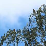 Common Linnet