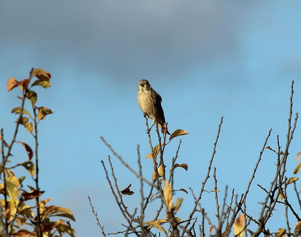 Common Linnet