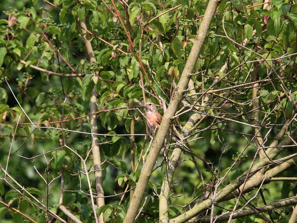 Linotte mélodieuse