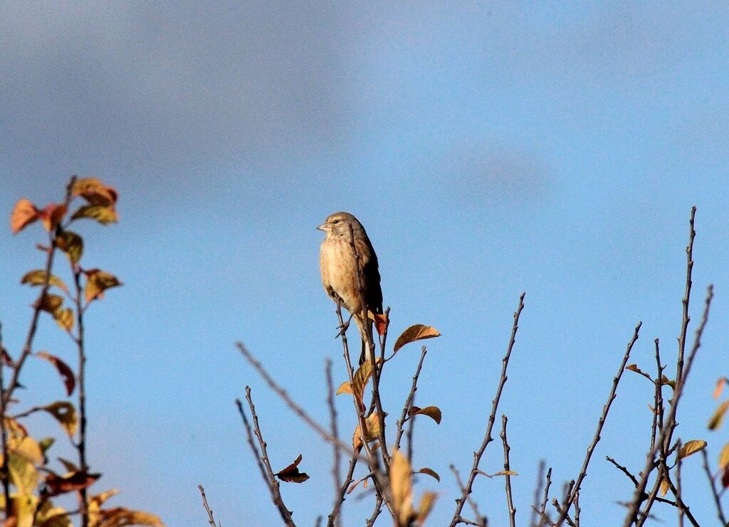 Linotte mélodieuse