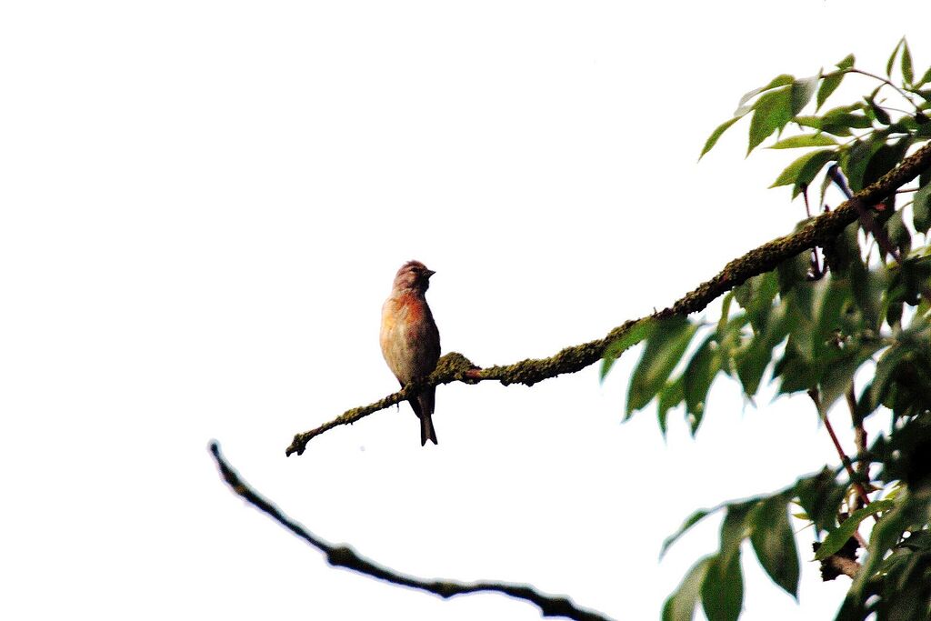 Common Linnet