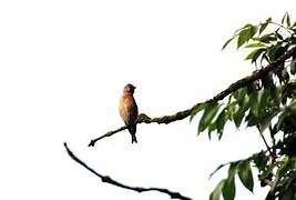 Common Linnet