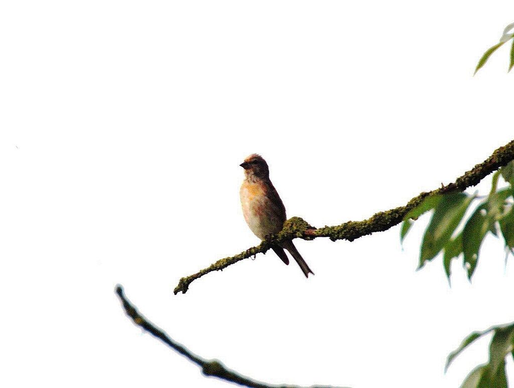 Linotte mélodieuse