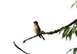 Common Linnet