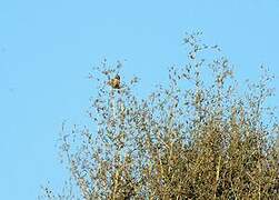 Common Linnet