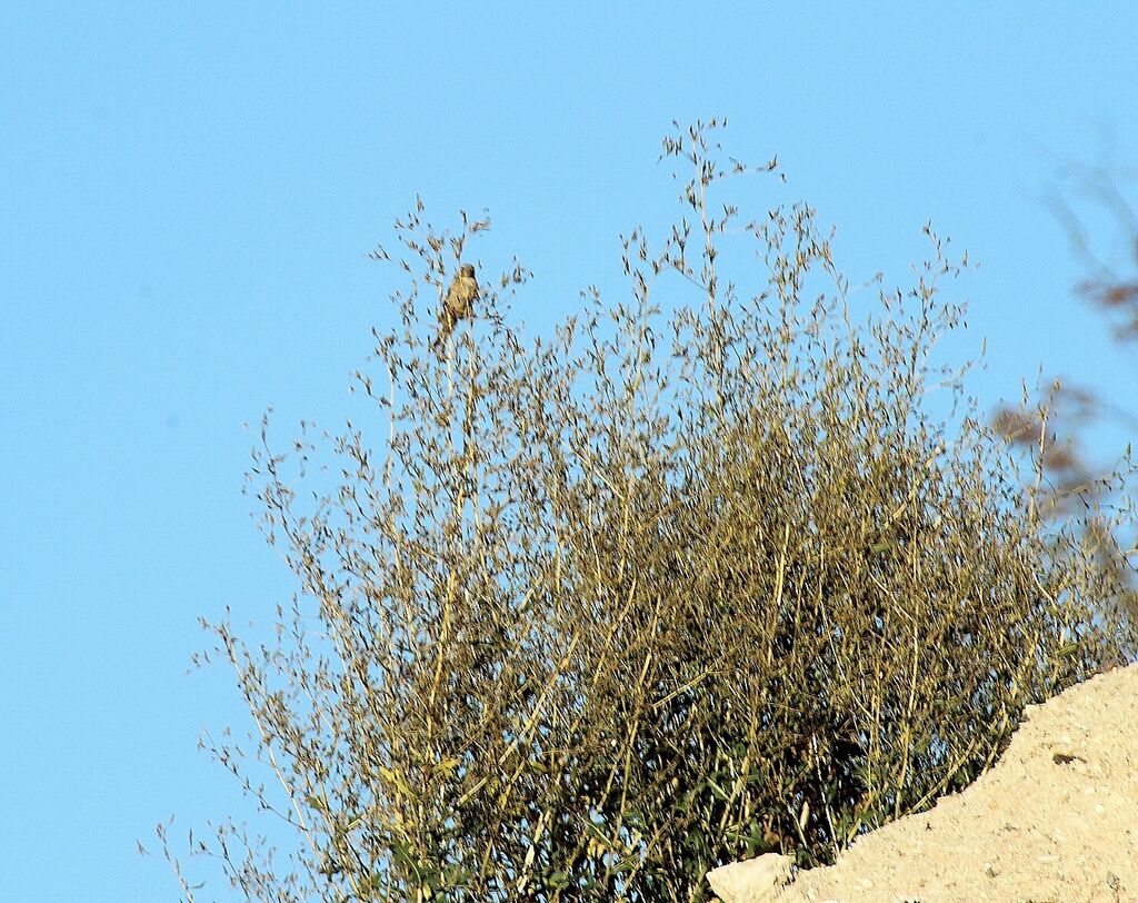 Linotte mélodieuse