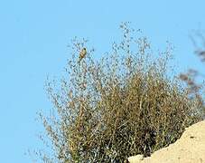 Common Linnet