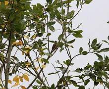 Common Linnet