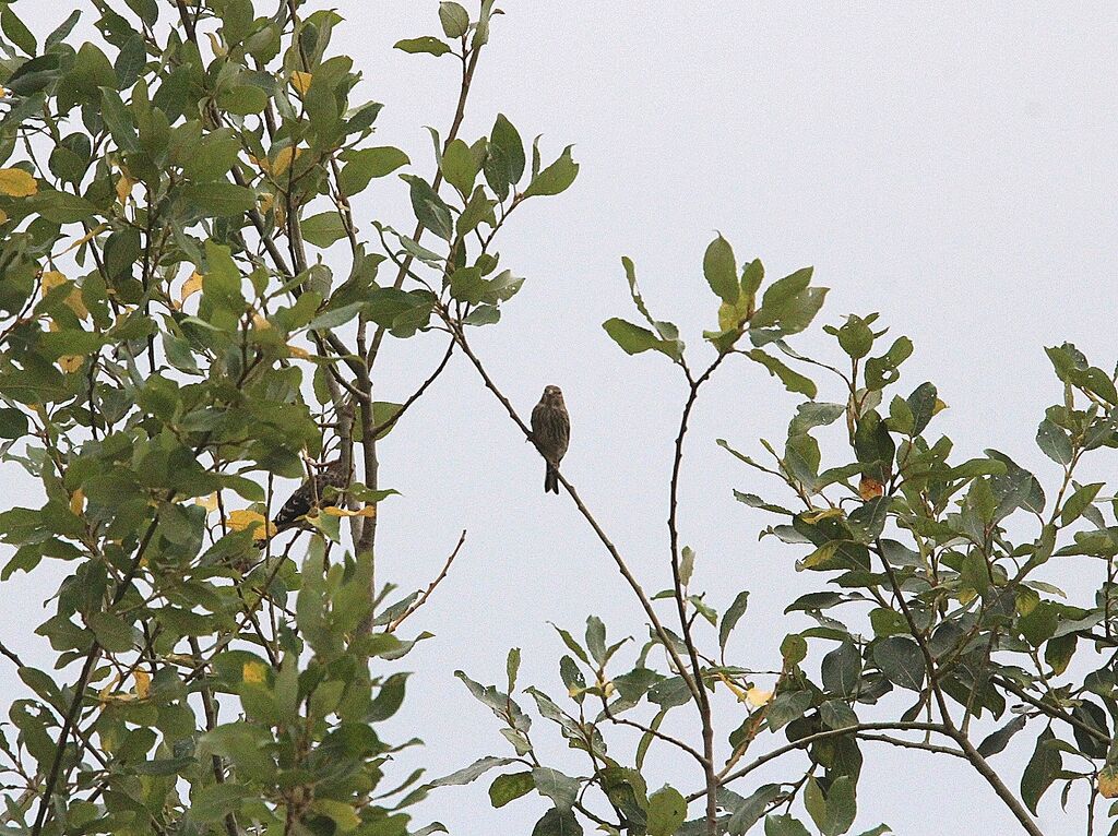 Common Linnet