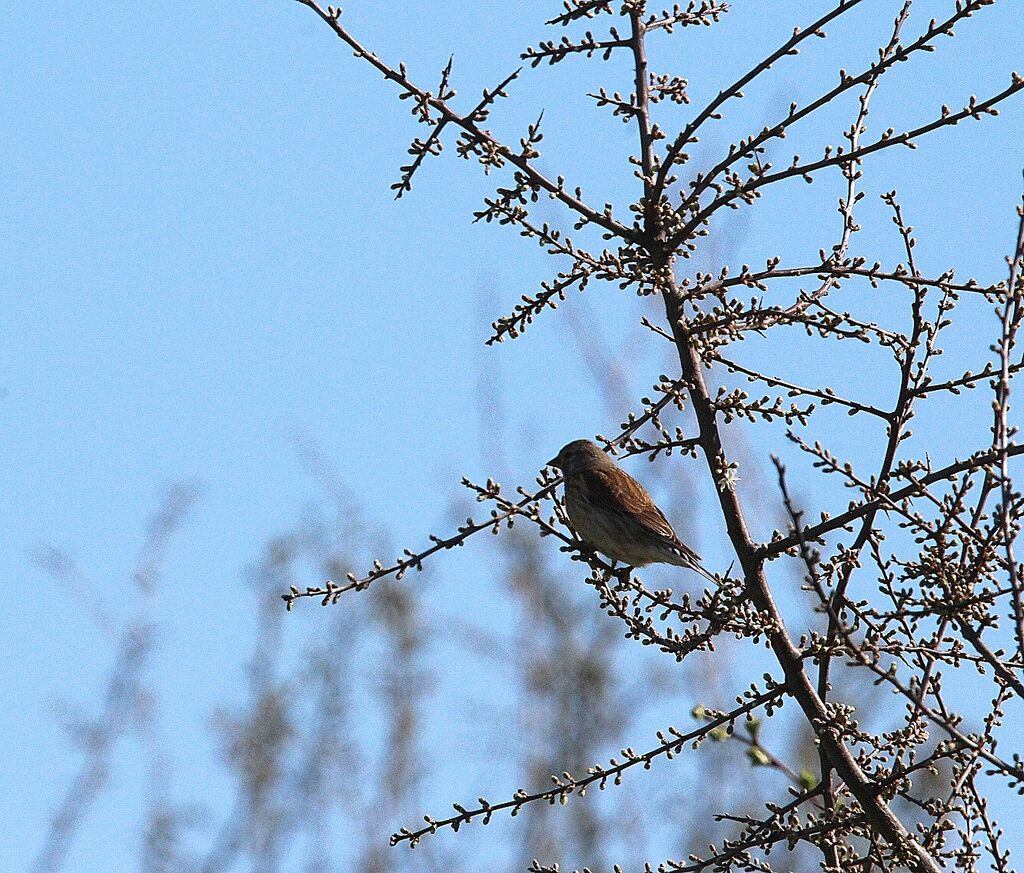 Linotte mélodieuse