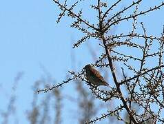 Common Linnet