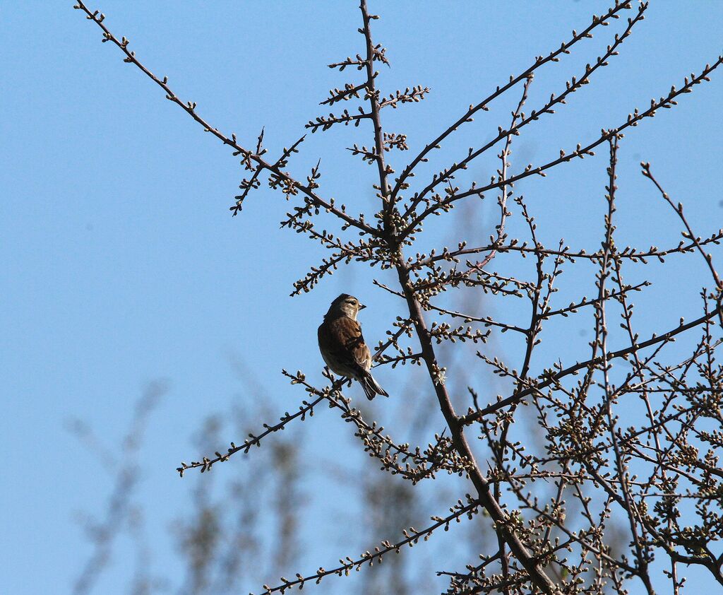 Common Linnet