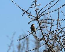 Common Linnet