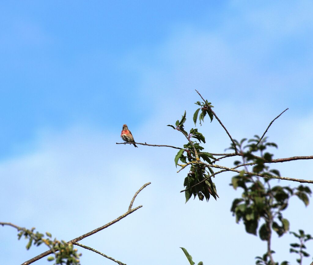 Linotte mélodieuse