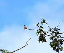 Linotte mélodieuse