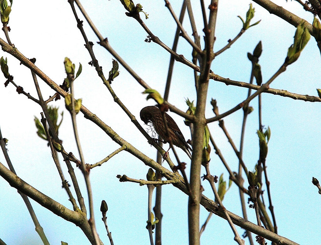 Common Linnet