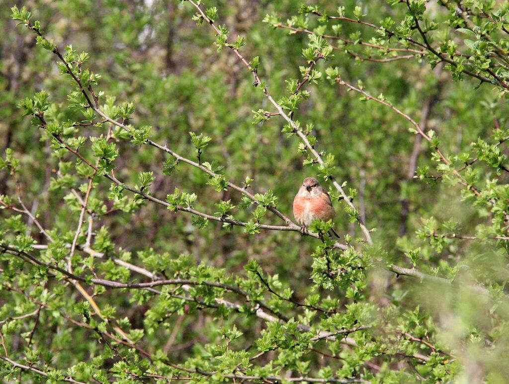 Common Linnet