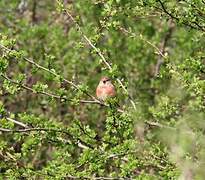 Linotte mélodieuse