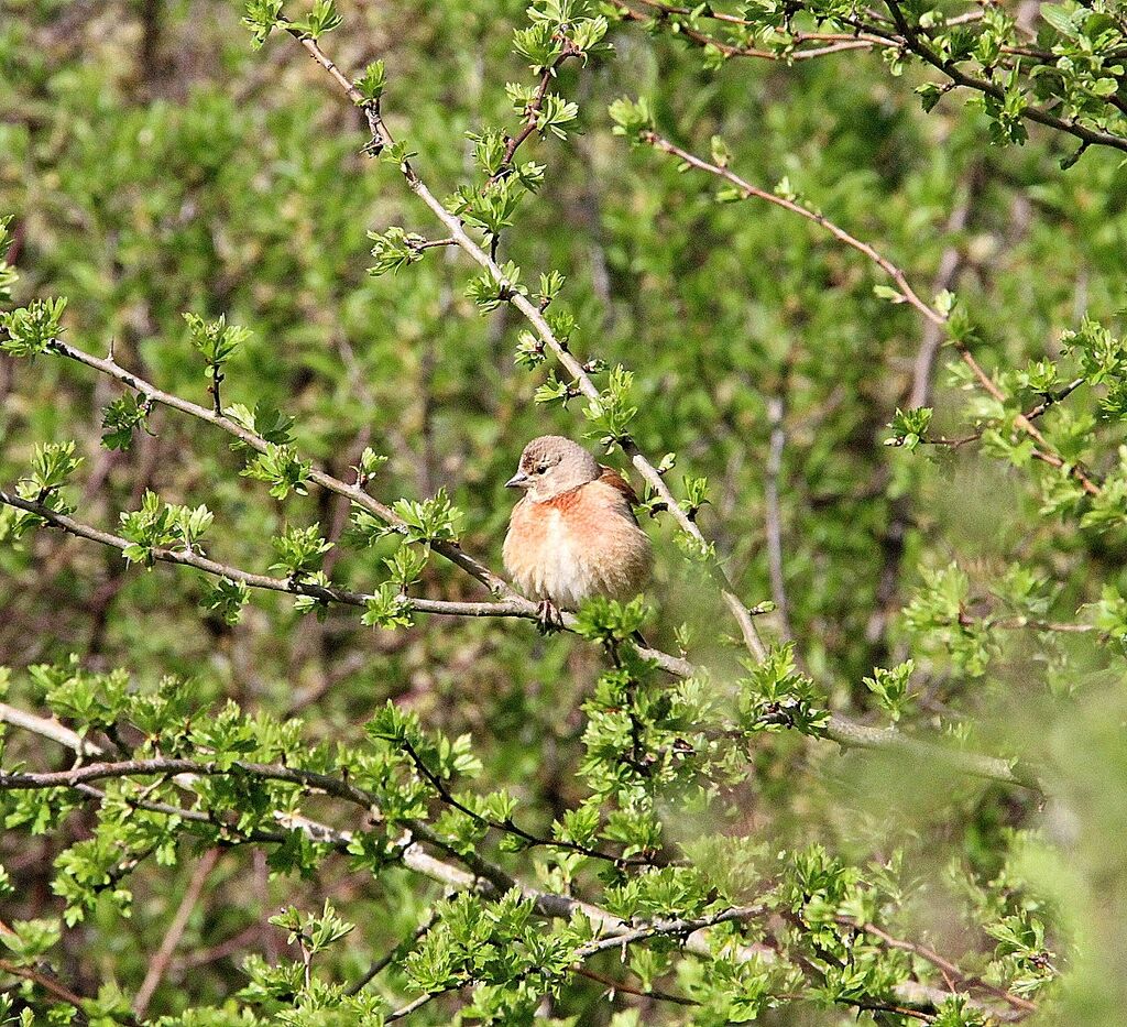 Linotte mélodieuse