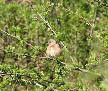 Linotte mélodieuse