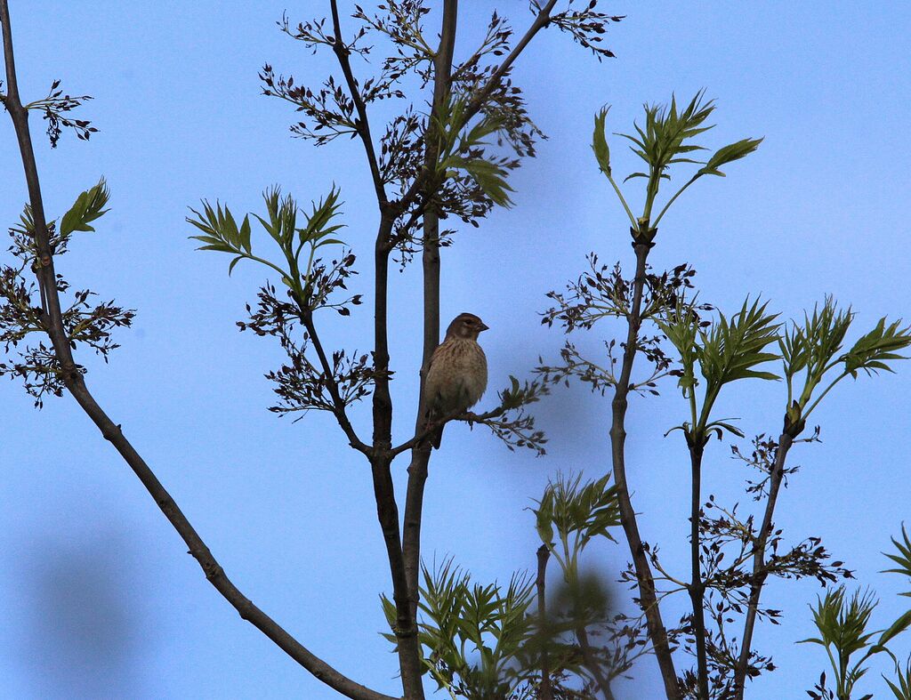 Linotte mélodieuse