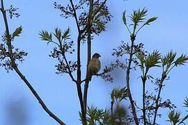 Linotte mélodieuse